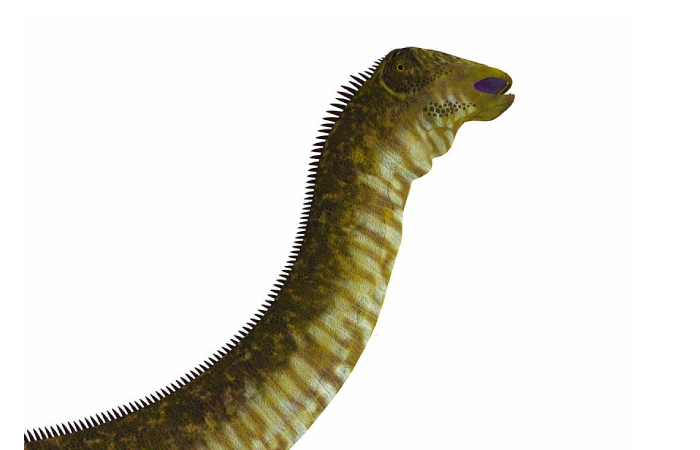 Nigersaurus (2)